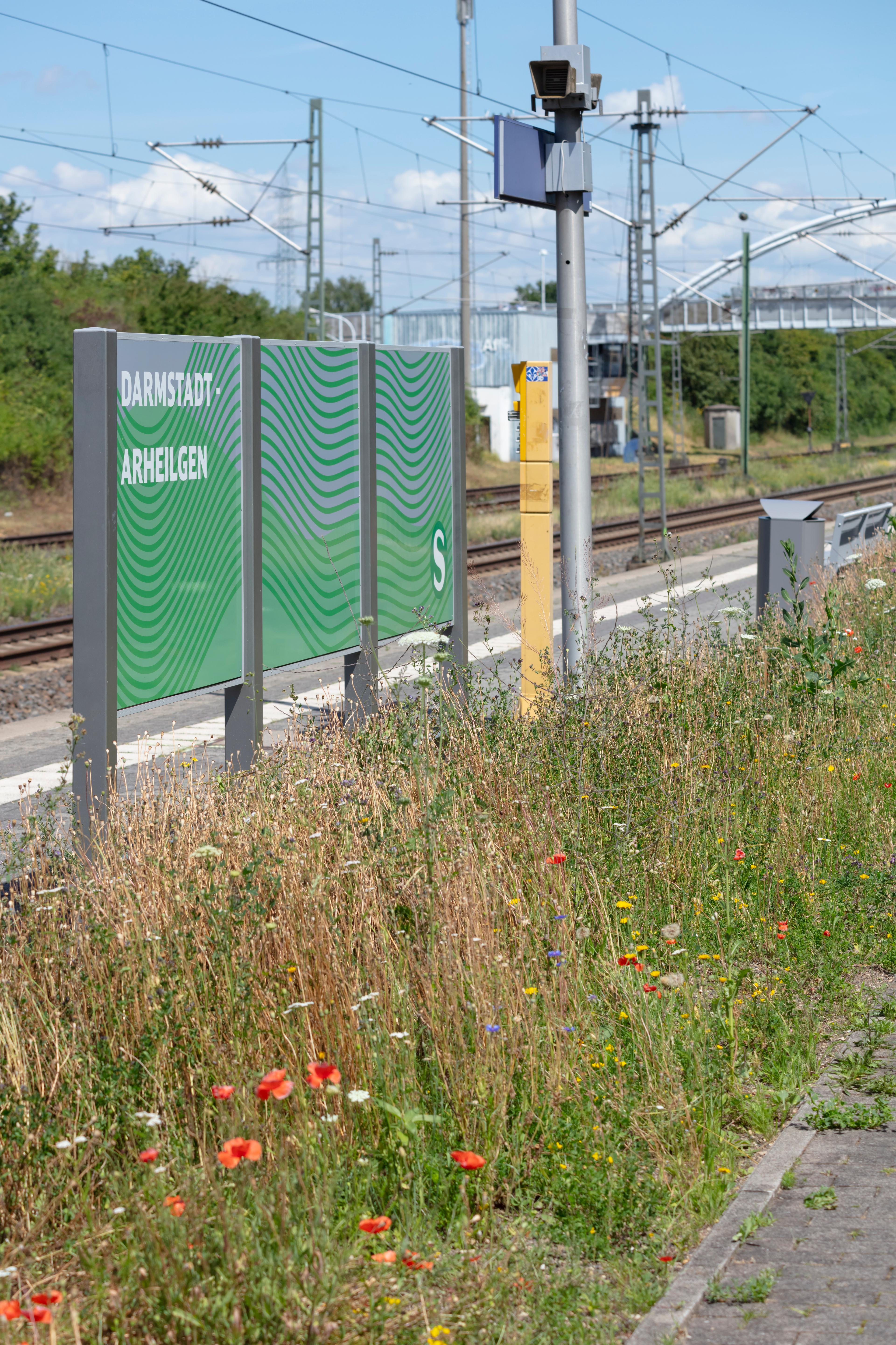 Wildblüher beim Zugang zum Bahnhof