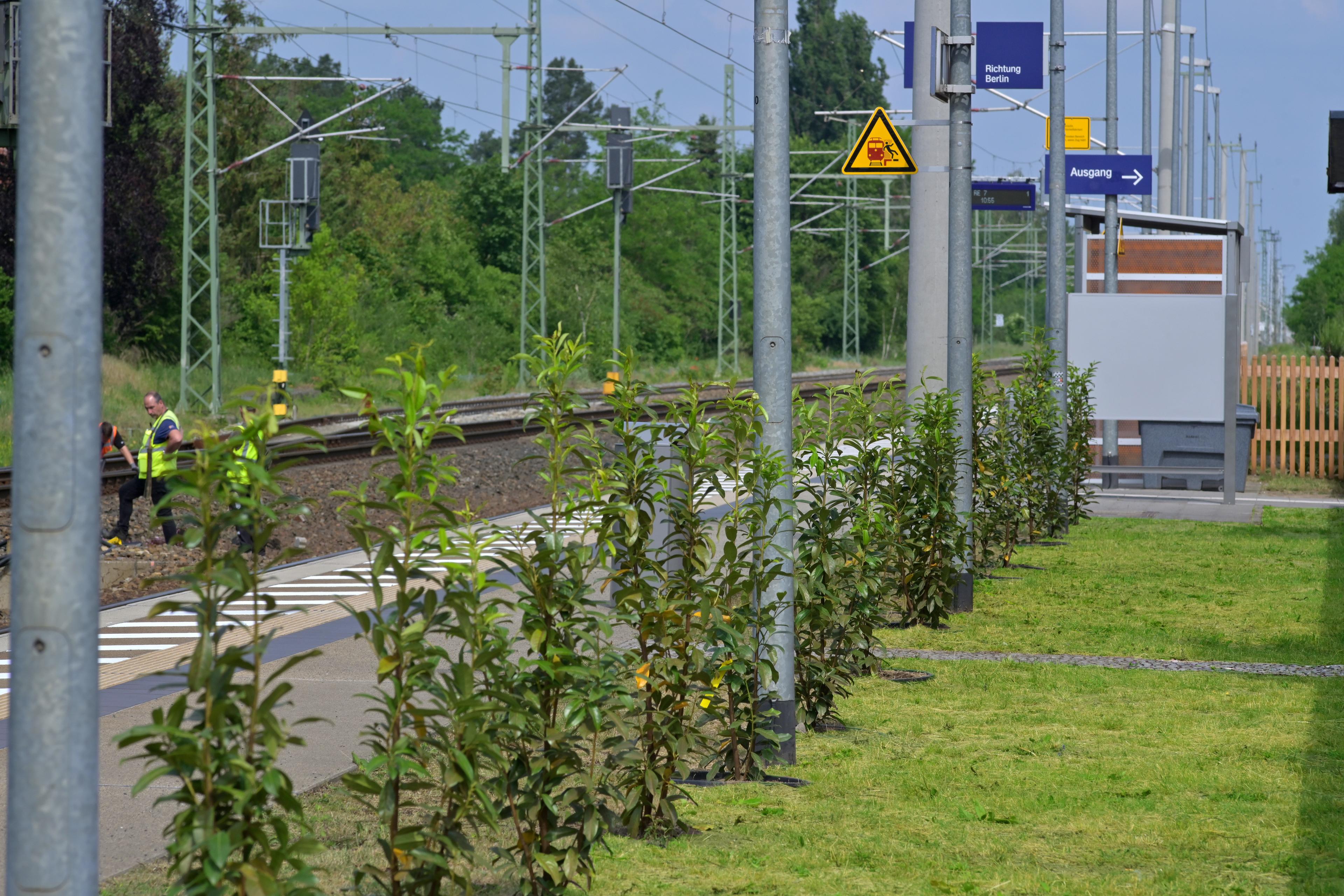 Der neu angelegte und bepflanzte Grünstreifen am Bahnhof Halbe nach der Aufwertung.