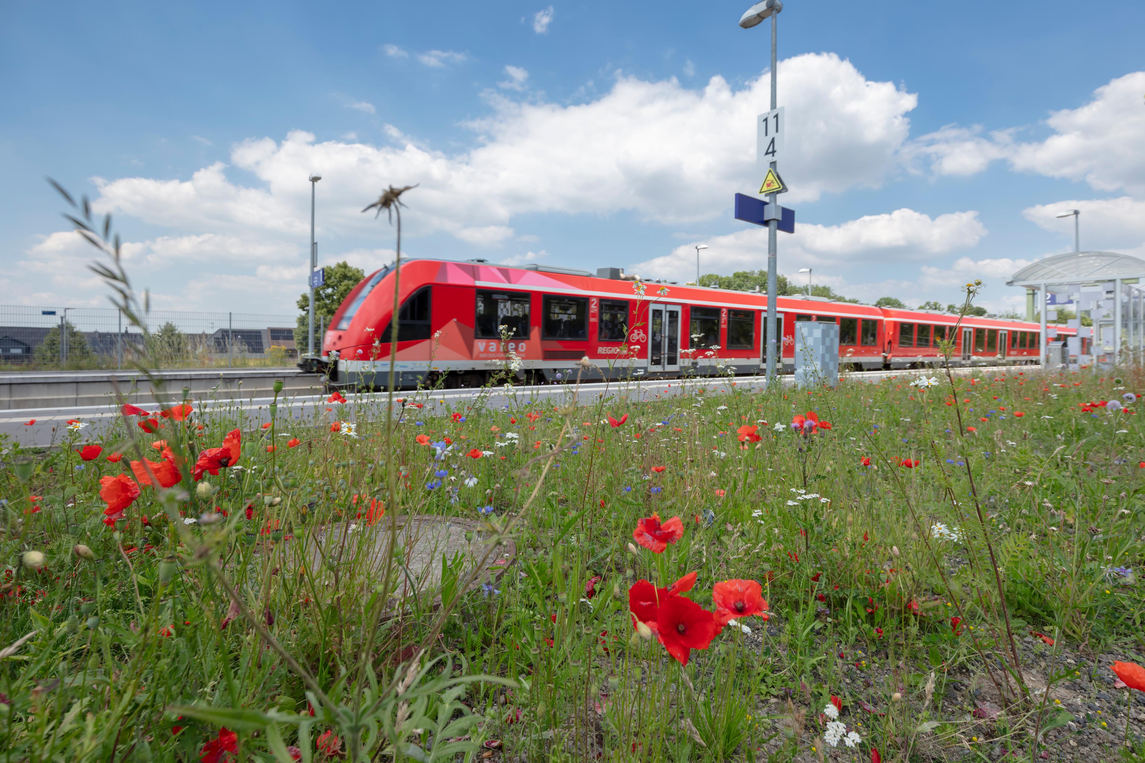 Die renaturierten Brachflächen am Bahnhof Erftstadt nach der Aufwertung