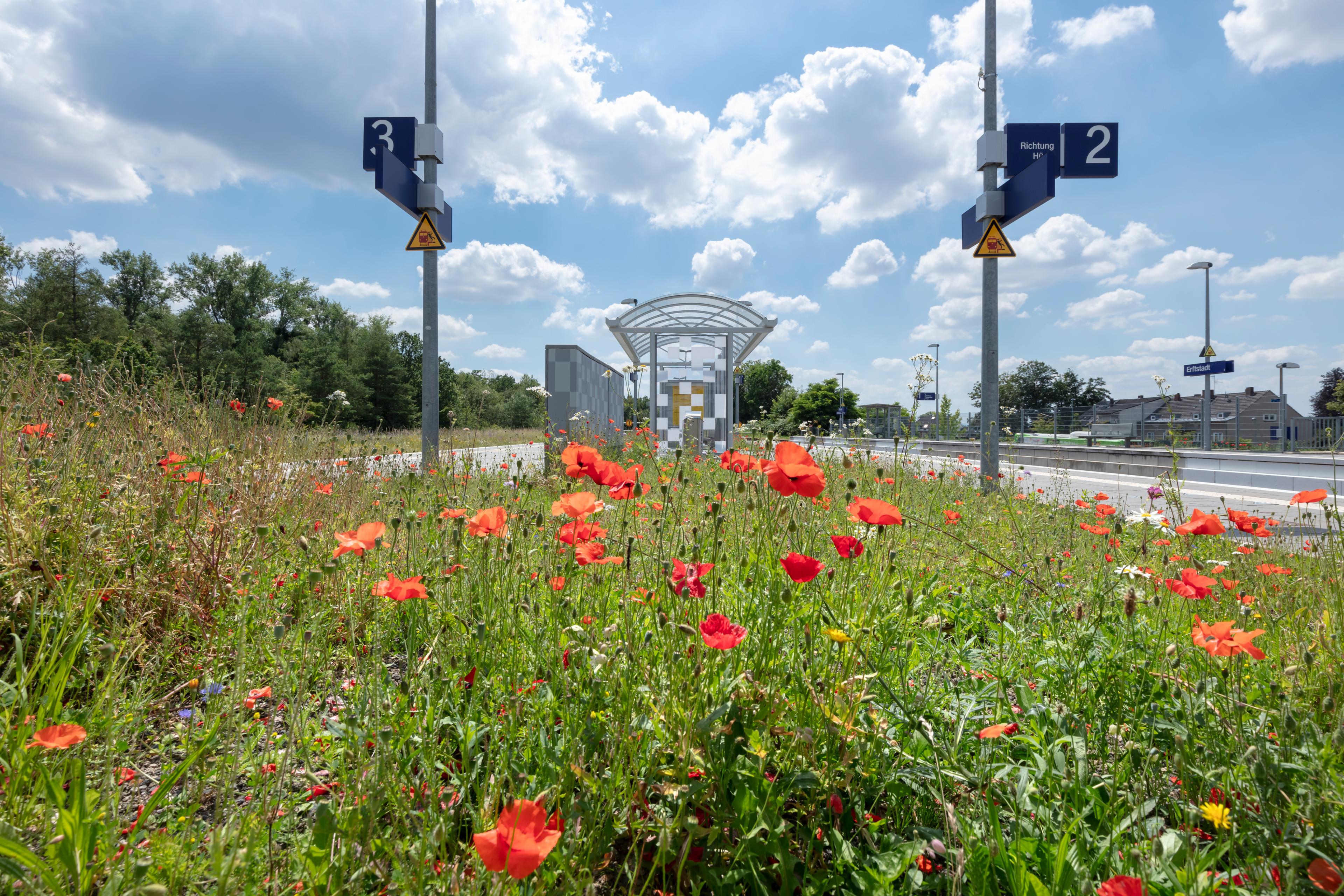 Der Blick auf eine Blühwiese an den Bahnsteigen des Bahnhofs Erftstadt nach der Aufwertung