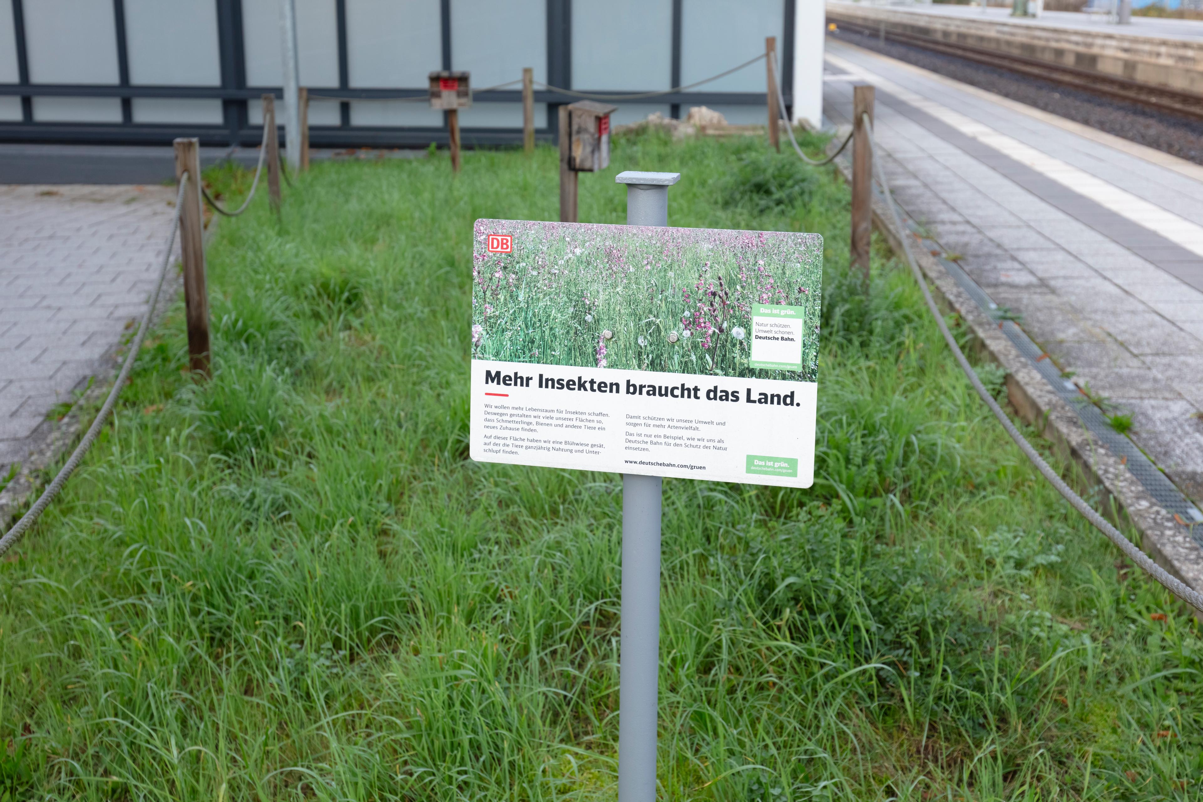 Der Blick auf einen Blühstreifen am Bahnhof Renningen nach der Aufwertung.